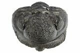 Perfectly Enrolled Drotops Trilobite - About Around #311191-2